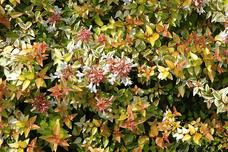 Kaleidoscope Abelia (Abelia x grandiflora 'Kaleidoscope') at Stauffers Of Kissel Hill