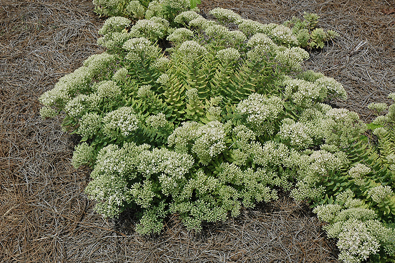 Crystal Pink Stonecrop (Sedum spectabile 'Crystal Pink') at Stauffers Of Kissel Hill