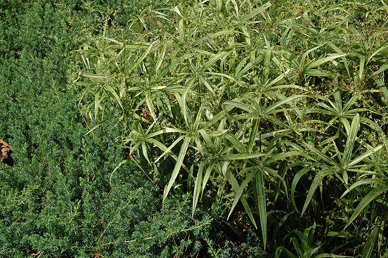 Variegated Dwarf Umbrella Plant (Cyperus albostriatus 'Variegatus') at Stauffers Of Kissel Hill