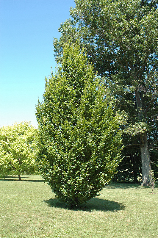 Frans Fontaine Hornbeam (Carpinus betulus 'Frans Fontaine') at Stauffers Of Kissel Hill
