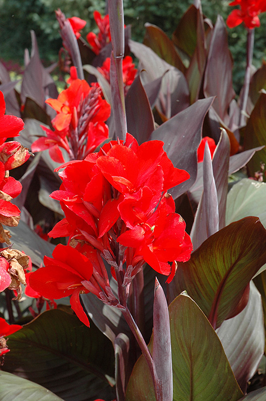 Cannova Bronze Scarlet Canna (Canna 'Cannova Bronze Scarlet') at Stauffers Of Kissel Hill