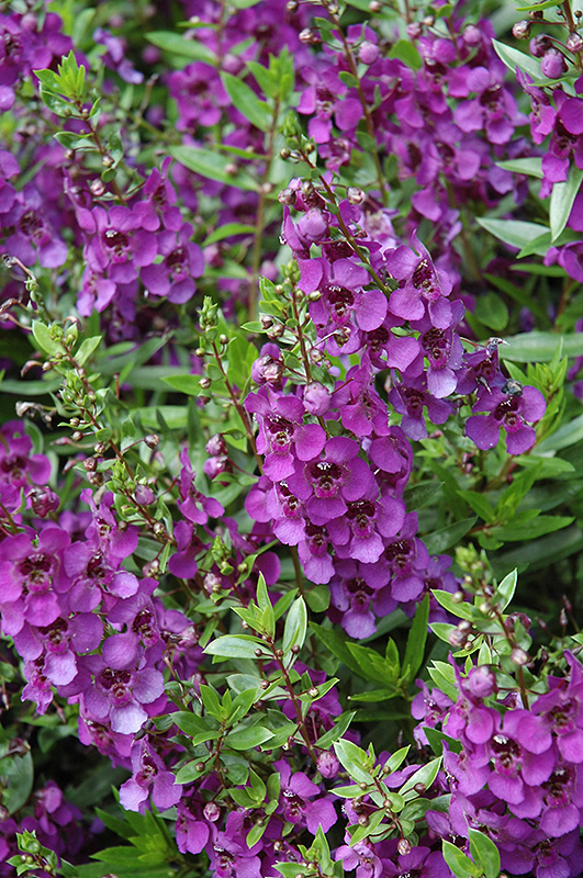Archangel Dark Purple Angelonia (Angelonia angustifolia 'Archangel Dark Purple') at Stauffers Of Kissel Hill