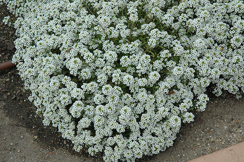 Clear Crystal White Sweet Alyssum (Lobularia maritima 'Clear Crystal White') at Stauffers Of Kissel Hill