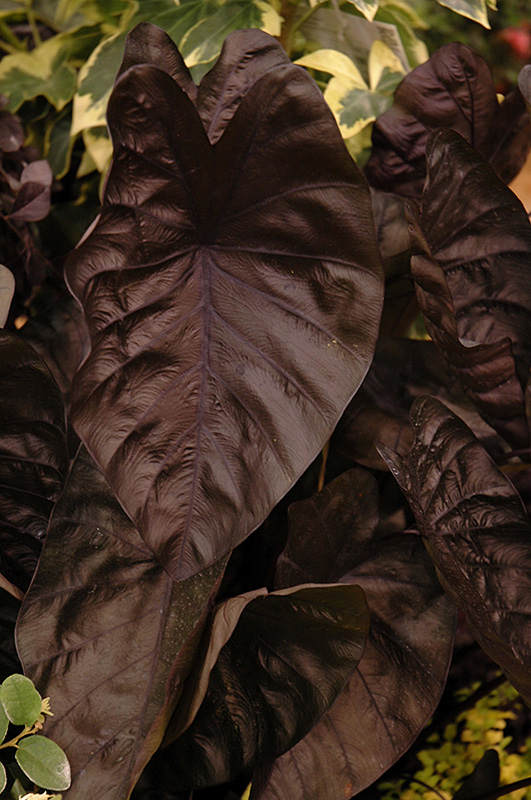 Puckered Up Elephant Ear (Colocasia esculenta 'Puckered Up') at Stauffers Of Kissel Hill