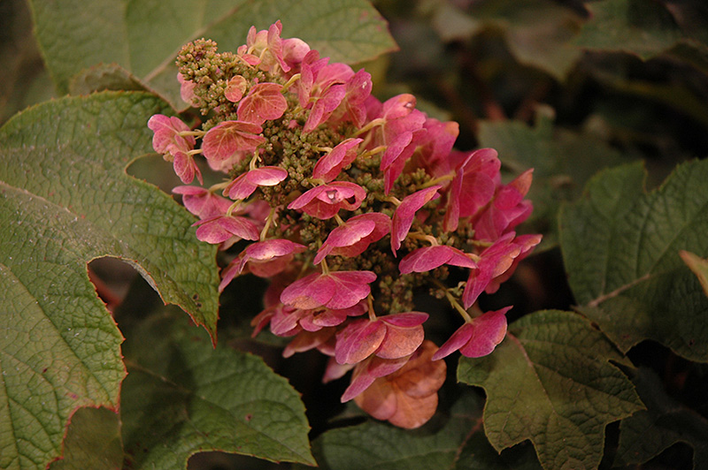 Ruby Slippers Hydrangea (Hydrangea quercifolia 'Ruby Slippers') at Stauffers Of Kissel Hill