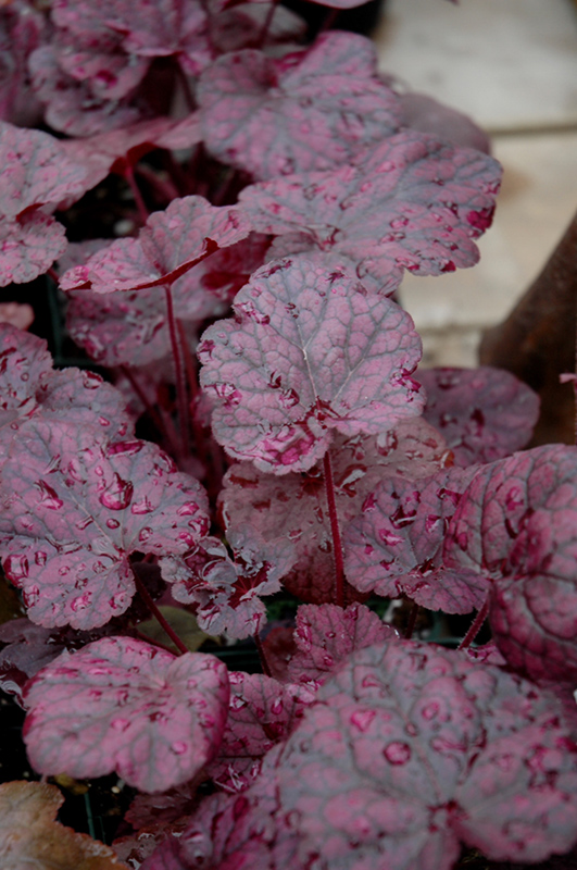 Grape Expectations Coral Bells (Heuchera 'Grape Expectations') at Stauffers Of Kissel Hill