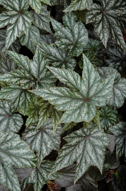 Gryphon Begonia (Begonia 'Gryphon') at Stauffers Of Kissel Hill