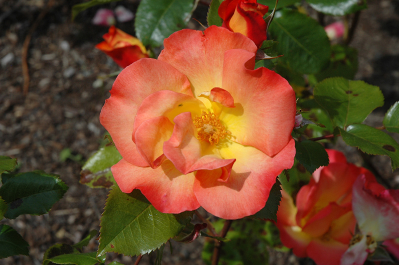 Playboy Rose (Rosa 'Cheerio') at Stauffers Of Kissel Hill