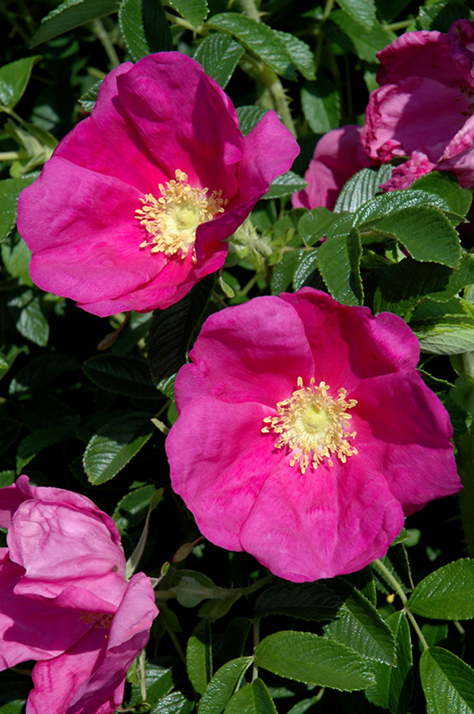 Raspberry Rugostar Rose (Rosa 'Meitozaure') at Stauffers Of Kissel Hill