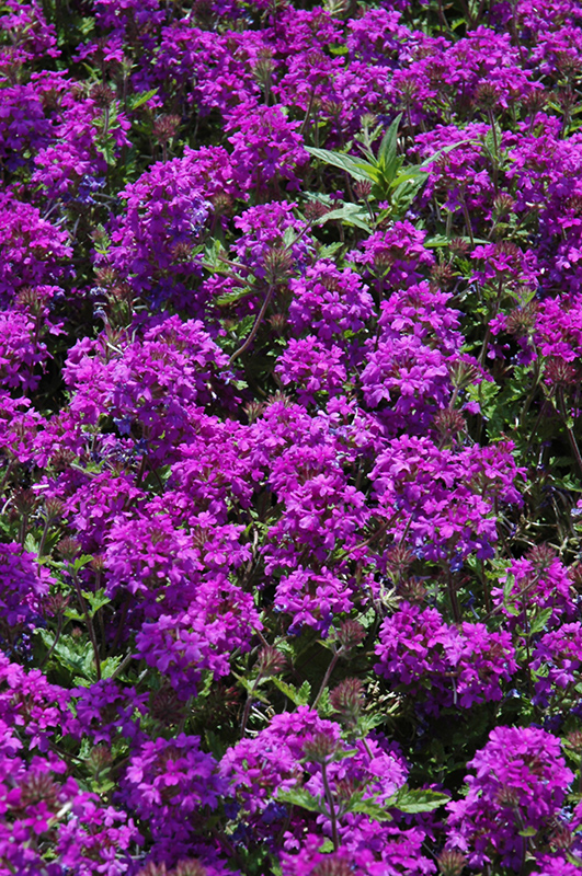 Homestead Purple Verbena (Verbena 'Homestead Purple') at Stauffers Of Kissel Hill