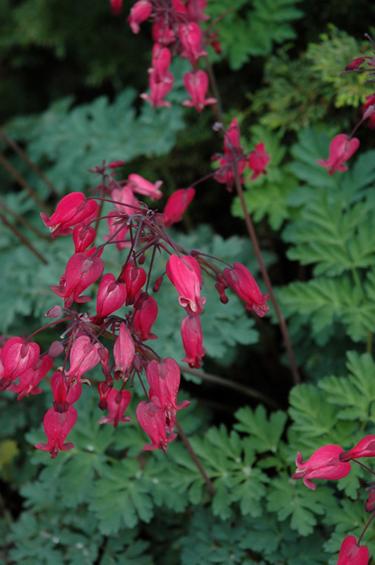 Amore Rose Bleeding Heart (Dicentra 'Amore Rose') at Stauffers Of Kissel Hill
