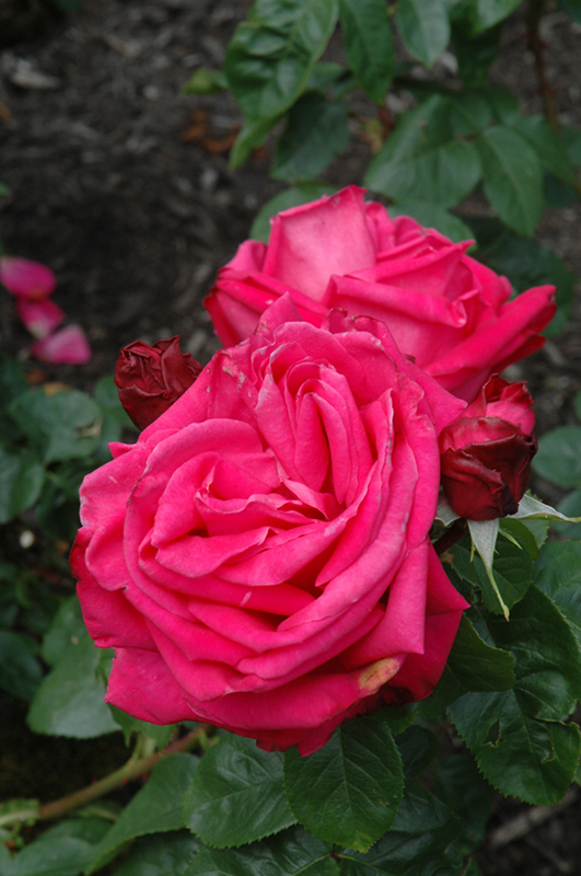 Miss All American Beauty Rose (Rosa 'Miss All American Beauty') at Stauffers Of Kissel Hill