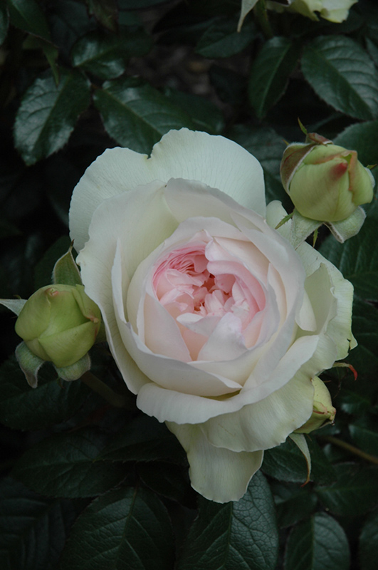 Bolero Rose (Rosa 'Meidelweis') at Stauffers Of Kissel Hill