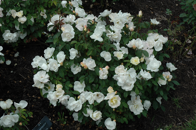 White Knock Out Rose (Rosa 'Radwhite') at Stauffers Of Kissel Hill