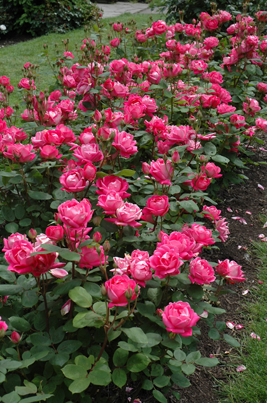 Double Knock Out Rose (Rosa 'Radtko') at Stauffers Of Kissel Hill