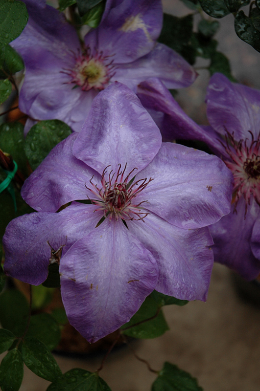 Elsa Spath Clematis (Clematis 'Elsa Spath') at Stauffers Of Kissel Hill