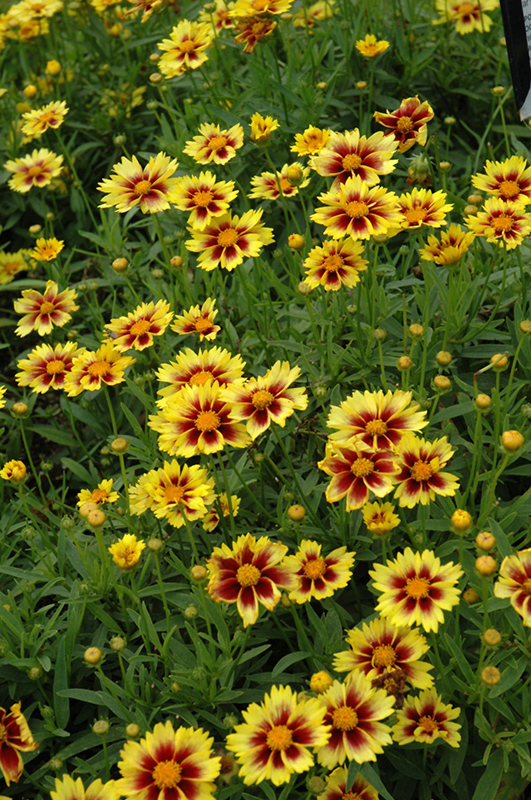 Enchanted Eve Tickseed (Coreopsis 'Enchanted Eve') at Stauffers Of Kissel Hill