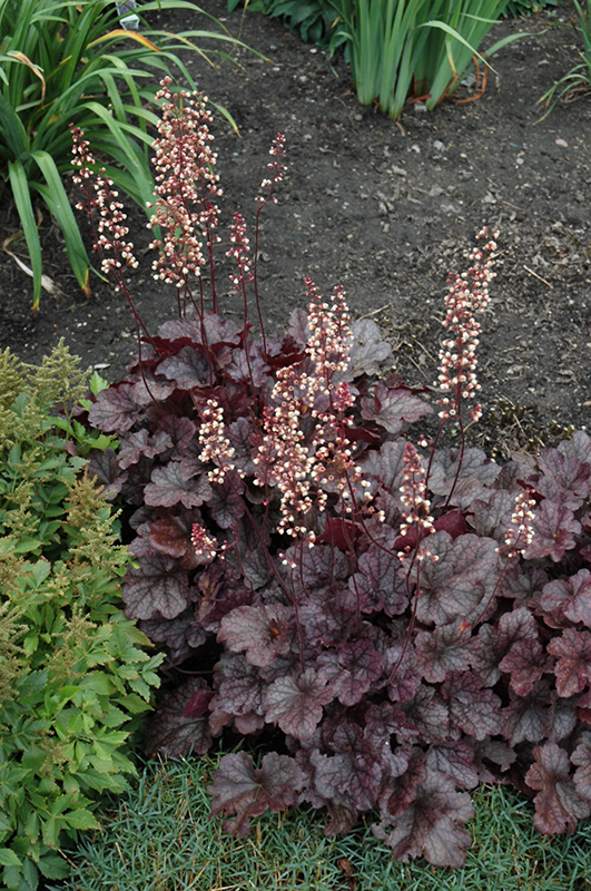 Grape Expectations Coral Bells (Heuchera 'Grape Expectations') at Stauffers Of Kissel Hill