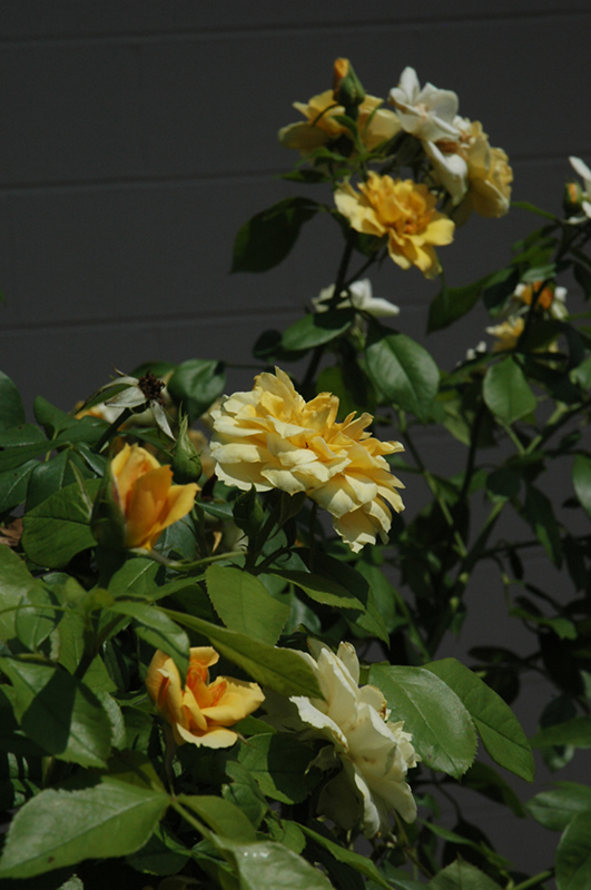 Tequila Gold Rose (Rosa 'Meipojona') at Stauffers Of Kissel Hill