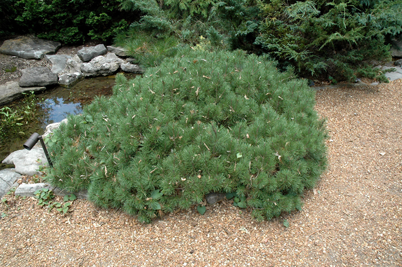 Tyrolean Mugo Pine (Pinus mugo 'Tyrolean') at Stauffers Of Kissel Hill