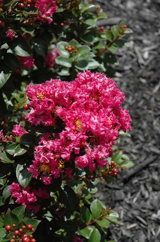 Berry Dazzle Crapemyrtle (Lagerstroemia indica 'Berry Dazzle') at Stauffers Of Kissel Hill