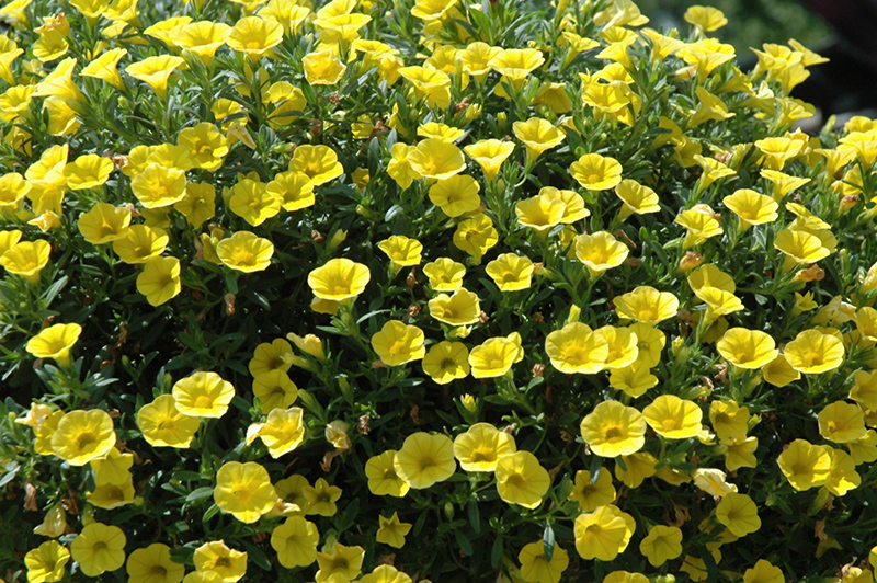 MiniFamous Pure Yellow Calibrachoa (Calibrachoa 'MiniFamous Pure Yellow') at Stauffers Of Kissel Hill