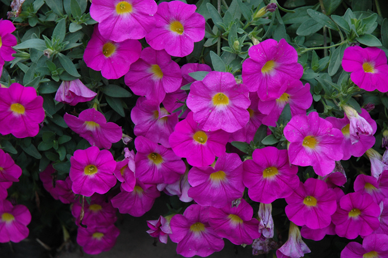 SuperCal Pink Petchoa (Petchoa 'SuperCal Pink') at Stauffers Of Kissel Hill