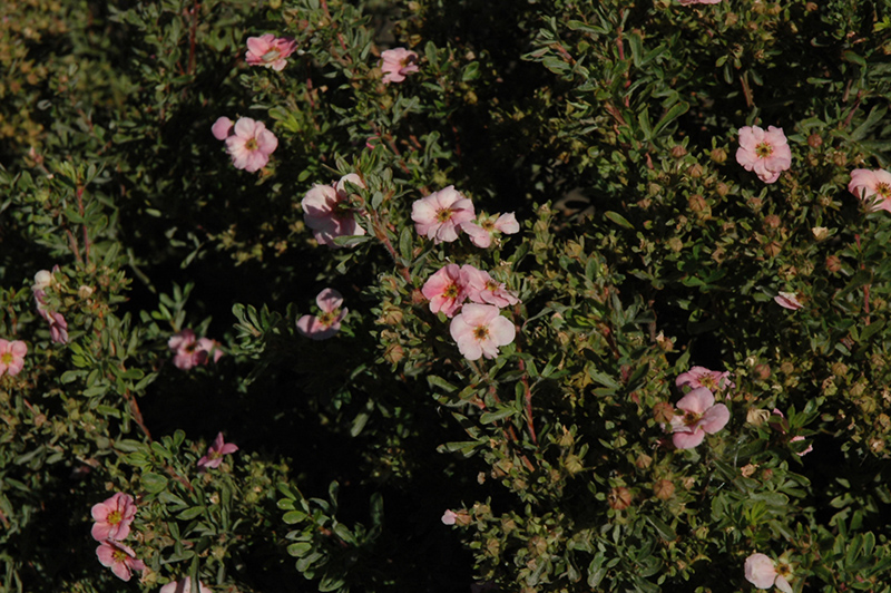 Happy Face Pink Paradise Potentilla (Potentilla fruticosa 'Kupinpa') at Stauffers Of Kissel Hill