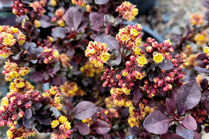Concorde Japanese Barberry (Berberis thunbergii 'Concorde') at Stauffers Of Kissel Hill