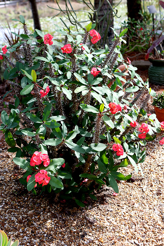 Crown Of Thorns (Euphorbia milii) at Stauffers Of Kissel Hill