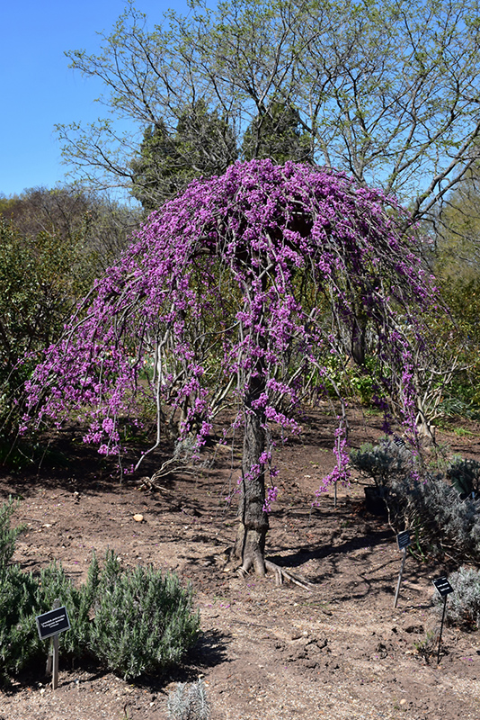 Lavender Twist Redbud (Cercis canadensis 'Covey') at Stauffers Of Kissel Hill