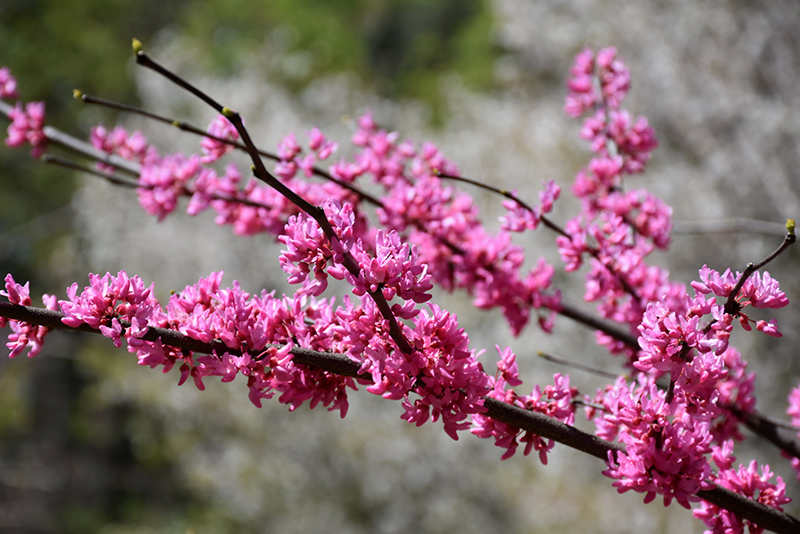 Tennessee Pink Redbud (Cercis canadensis 'Tennessee Pink') at Stauffers Of Kissel Hill