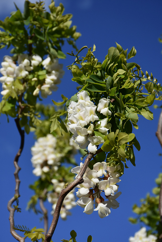 Twisted Baby Black Locust (Robinia pseudoacacia 'Lace Lady') at Stauffers Of Kissel Hill