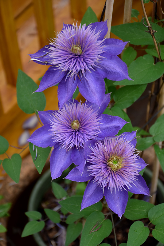 Multi Blue Clematis (Clematis 'Multi Blue') at Stauffers Of Kissel Hill