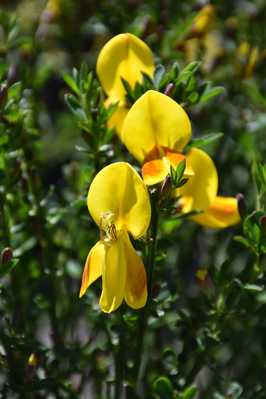 Madame Butterfly Scotch Broom (Cytisus scoparius 'Madame Butterfly') at Stauffers Of Kissel Hill