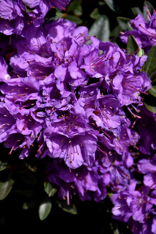 Purple Gem Rhododendron (Rhododendron 'Purple Gem') at Stauffers Of Kissel Hill