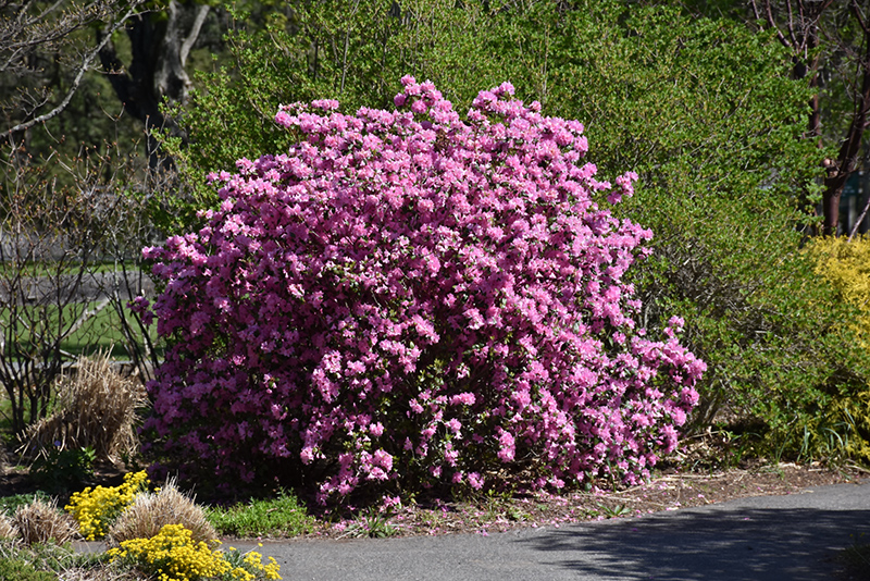 P.J.M. Elite Rhododendron (Rhododendron 'P.J.M. Elite') at Stauffers Of Kissel Hill