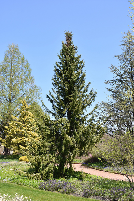 Serbian Spruce (Picea omorika) at Stauffers Of Kissel Hill