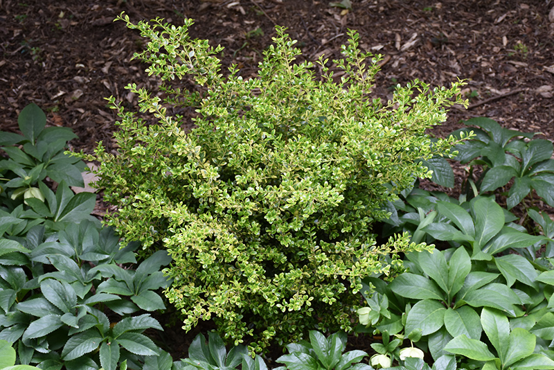 Golden Dream Boxwood (Buxus microphylla 'Peergold') at Stauffers Of Kissel Hill