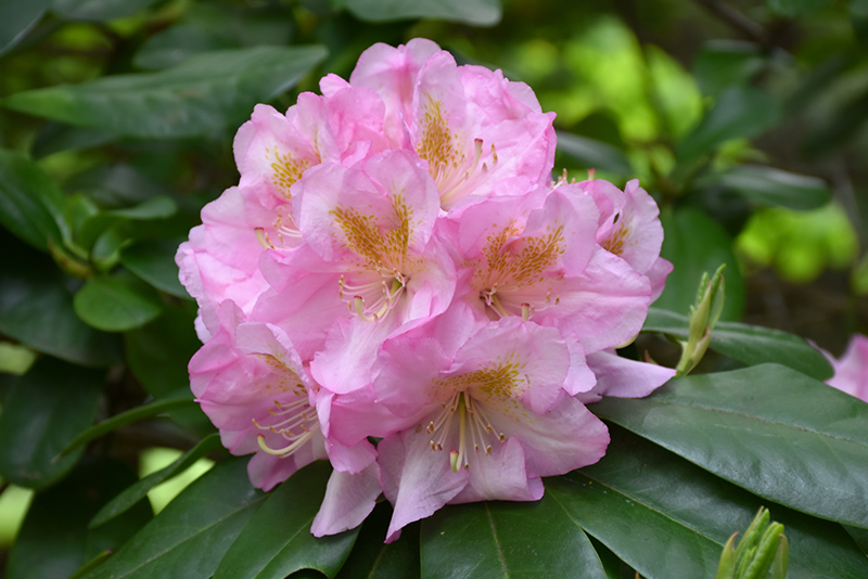 Scintillation Rhododendron (Rhododendron 'Scintillation') at Stauffers Of Kissel Hill
