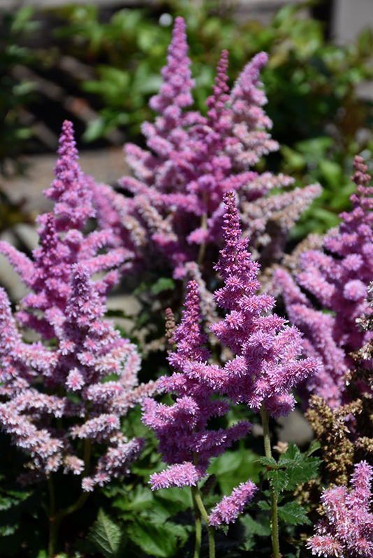 Little Vision In Purple Chinese Astilbe (Astilbe chinensis 'Little Vision In Purple') at Stauffers Of Kissel Hill