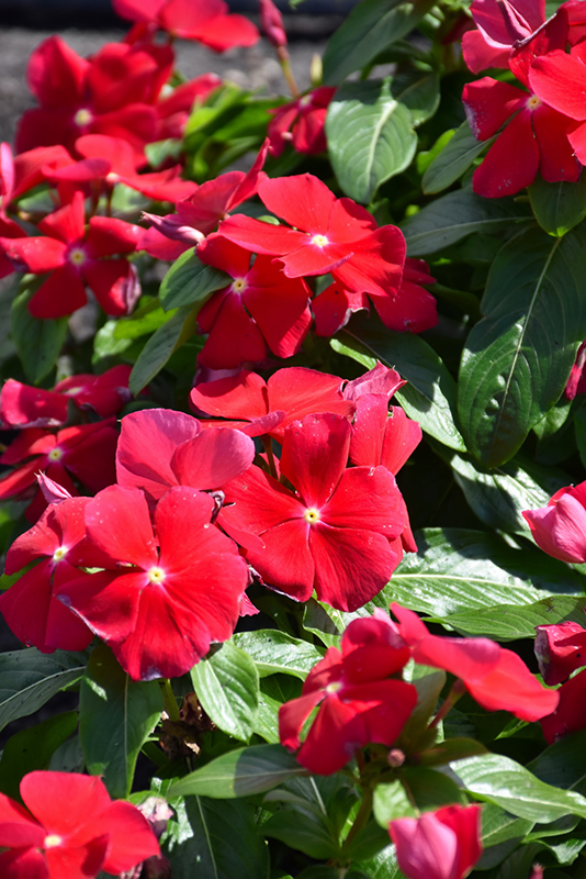 Titan Really Red Vinca (Catharanthus roseus 'Titan Really Red') at Stauffers Of Kissel Hill