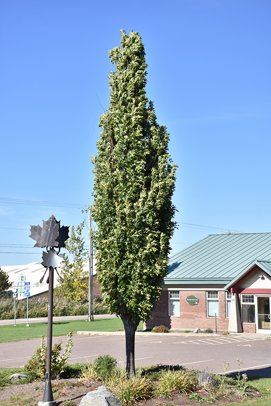 Green Pillar Pin Oak (Quercus palustris 'Pringreen') at Stauffers Of Kissel Hill