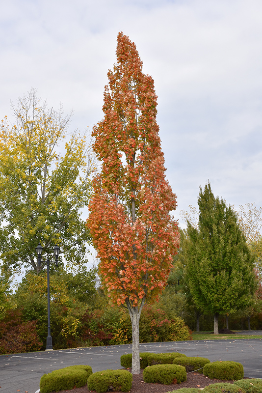 Armstrong Maple (Acer x freemanii 'Armstrong') at Stauffers Of Kissel Hill
