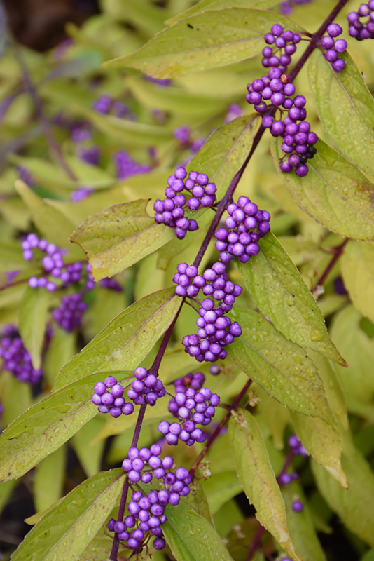 Early Amethyst Beautyberry (Callicarpa dichotoma 'Early Amethyst') at Stauffers Of Kissel Hill