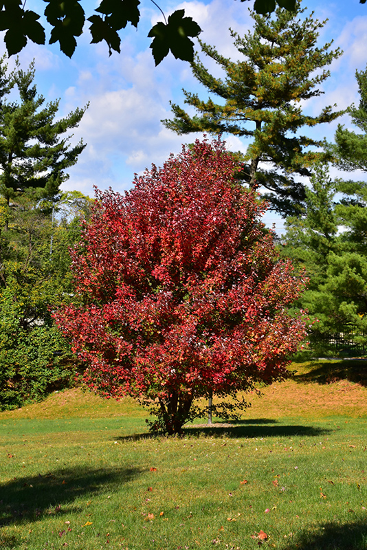 Redpointe Red Maple (Acer rubrum 'Frank Jr.') at Stauffers Of Kissel Hill