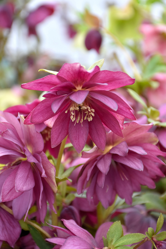 Winter Jewels Red Sapphire Hellebore (Helleborus 'Red Sapphire') at Stauffers Of Kissel Hill