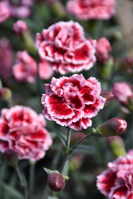 Scent First Sugar Plum Pinks (Dianthus 'WP IAN04') at Stauffers Of Kissel Hill