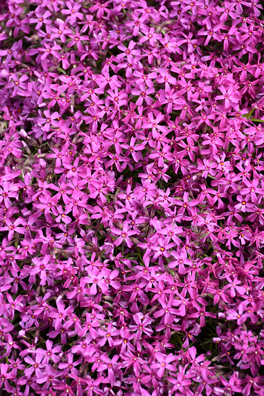 Red Wings Moss Phlox (Phlox subulata 'Red Wings') at Stauffers Of Kissel Hill