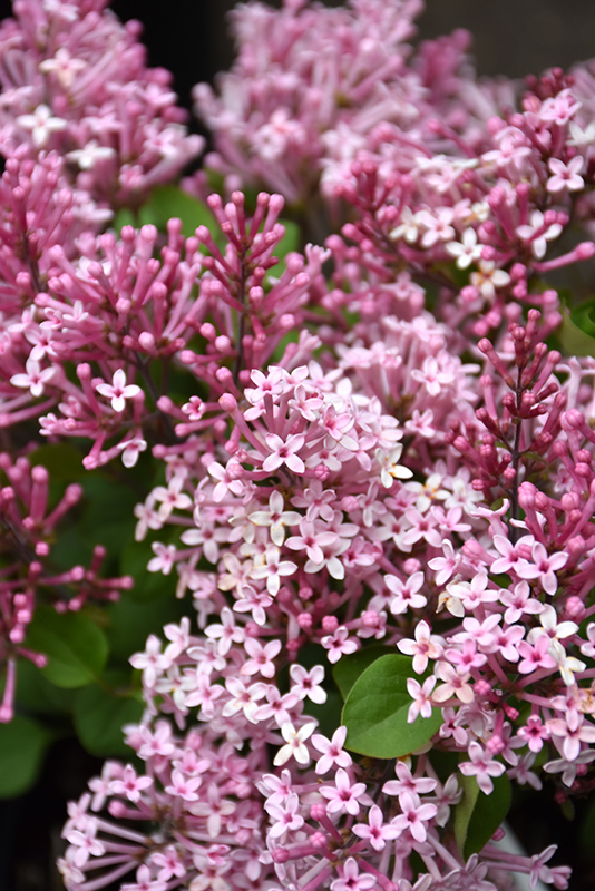 Scent And Sensibility Pink Lilac (Syringa 'SMSXPM') at Stauffers Of Kissel Hill